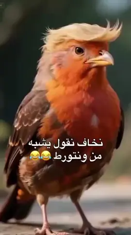 لا تعليق...لكم ما تشاءؤن فى الرأي #💛💛💛💛💛 #jalal 