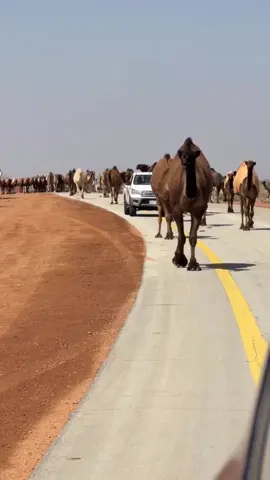 #نادي_الإبل #كرنفال_الإبل 