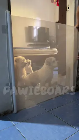 #petgate #gateforpets #adjustablegate 