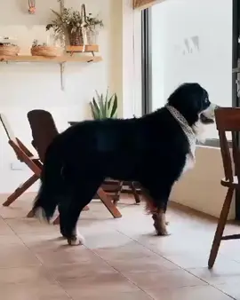 내 사랑스러운 강아지 🇰🇷🇰🇷