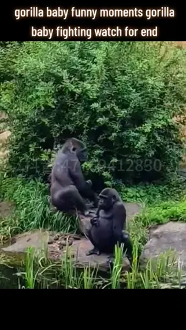 gorilla baby funny moments #gorilla #funnygorilla #cutagorilla #gorillababy #animals 