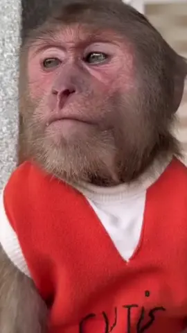 Tuổi thân#lacduong #viraltiktok #tuoithan #fpyシ #xuhuongtiktok 