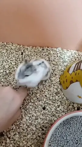 #fpy #cute #hamsters🐹 #hamster #havefun Playing with the little hamster, hahaha, he grabbed my hand