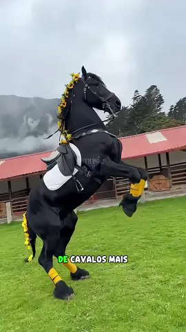 OS 3 CAVALOS MAIS CAROS DO MUNDO! 🐎🔥🤑 #cavalo #caballos #horse #curiosidades 