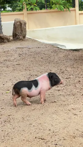 ฝนตกไม่ใช่ปัญหาของไอ้แสบ🐷 #คามารีคาเฟ่เกาะล้าน #หมูแคระ #คาเฟ่หมู #fyp #ฟีดดดシ 