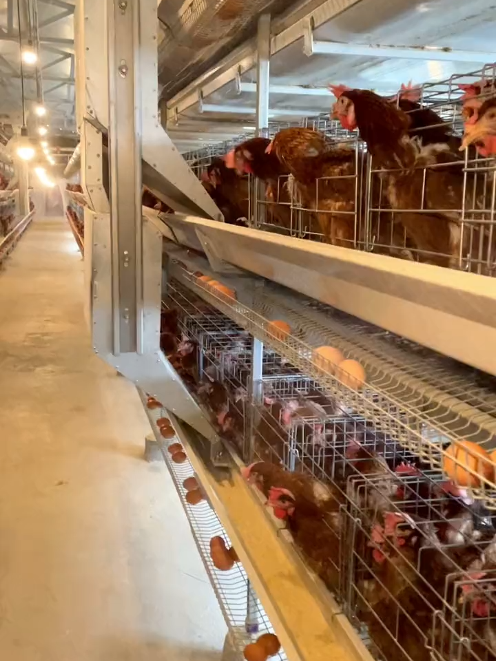 Modern poultry farming battery chicken layer cage equipment and automatic feeding equipment Check out our 4-tier H-type layer chicken cage system in action — fully automatic feeding and durable design, powered by LIVI Poultry Equipment, a trusted China manufacturer. 💼 We offer full service: design, installation guidance & after-sales support. 💬 DM me your farm size — I’ll reply within 24 hours! 📱 WhatsApp: +8615090085057 Español 🇪🇸： La avicultura moderna empieza aquí 🐥✨ Mira nuestro sistema de jaulas H de 4 niveles para ponedoras, con alimentación automática y diseño duradero, fabricado por LIVI Poultry Equipment, un fabricante confiable de China. 💼 Ofrecemos servicio completo: diseño, instalación y soporte postventa. 💬 Envíame un mensaje con el tamaño de tu granja, ¡te respondo en 24 horas! 📱 WhatsApp: +8615090085057 #ChickenFarm #PoultryBusiness #layercage #Agribusiness #EggProduction #FarmUpgrade #PoultrySolutions #poultryfarminguganda #AgricultureMachinery #FarmAutomation #PoultryEquipment #SmartFarming #LayerChickenCage #poultryfarmingbusiness #AutomatedFarm #FarmTech #PoultryFarm #PoultryAutomation #AutomatedEggCollection #recoleccióndehuevos