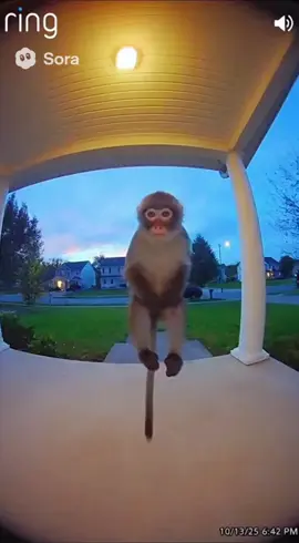 monkey ai sora ring camera