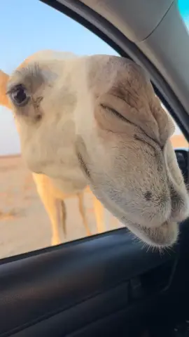 #الرياض #الشرقيه #الكويت #البل 