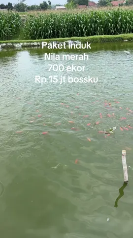 Induk nila merah #nilamerah #induknila #fyp #viral #xybca 