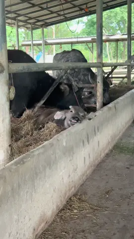 ก็ง่วงนิครับ🤣🐃#บิ๊กอุทัย #ลูกบิ๊กอุทัย #มาชาฟาร์มอุทัยธานี 