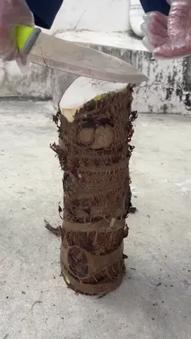 cutting the giant taro root#satisfying #villagelife #asmrsounds #fyp #cut #foryoupage