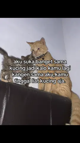 semoga kmu setiap liat kucing selalu inget aku ya🤍#fypシ #kucing #4u #fyppppppppppppppppppppppp 