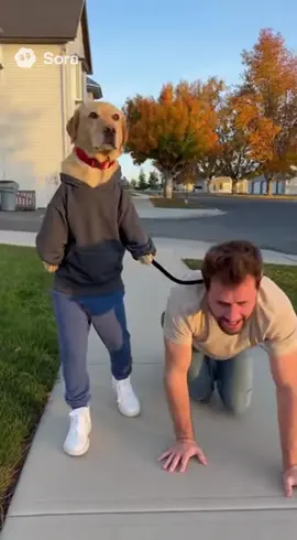 Imagine we would switch roles 😂😂 #dog #human #dogwalk #fyp #funny 