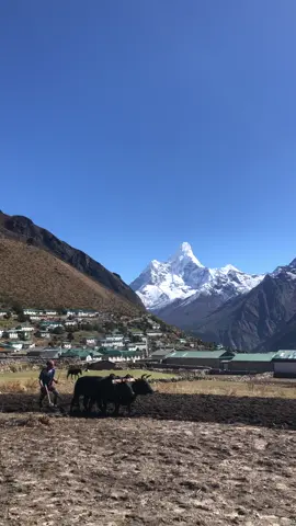 Good morning guys ⛰️🥰 have a nice day ❤️🤗 📍Khumjung, Solukhumbu 🇳🇵 watch till end hai guys 😁 don’t forget to like , comment and follow for more videos hai ta ❤️🇳🇵 #fyyyyyyyyyyyyyyyy #khumjung #goviral #organic 
