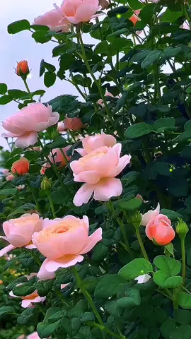 #ပန်းချစ်သူ 🥰🥰🥰🥰🥰🥰#foryou # ##mytypeofmusic ## #ပန်းလေးတွေဆိုချစ်တယ် 🥰🥰🥰#