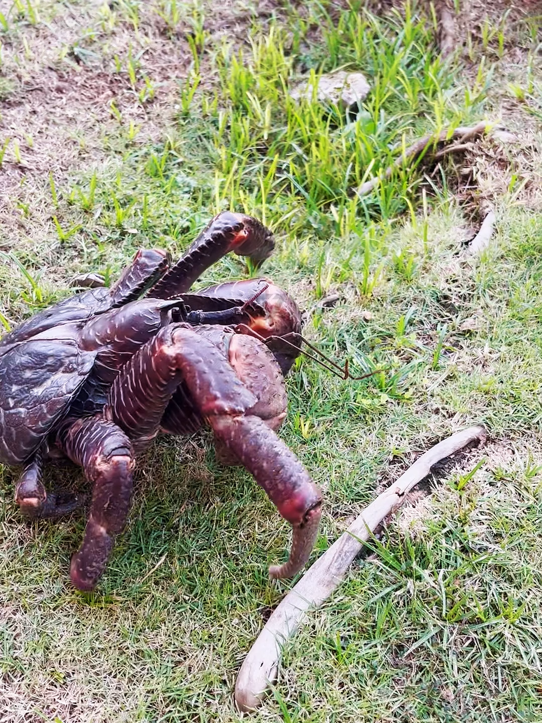 Kepiting Raksasa Pencuri Sendal? #FaktaHewan #CoconutCrab #KepitingKelapa