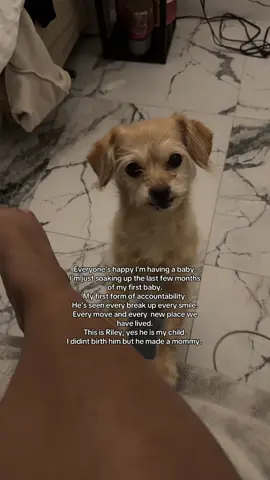 Forever my baby, my pup pup.  Dogs are also amazing readers of people and amazing guard dogs for single women. He’s scared so many men on walks when I’d be by myself. He doesn’t play about me. He doesn’t bite but he will act like he does.  #dogoftiktok 