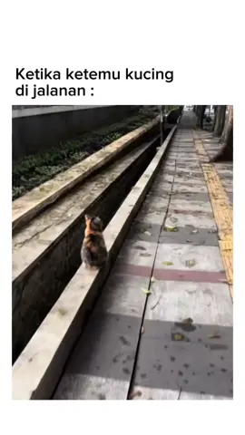 ada yg sm 😅 #fyp #kucing #kucingrandom #foryoupage #kucingviral 