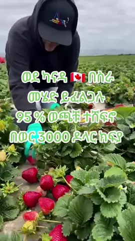 #ኢትዮካናዳ🇪🇹🇨🇦 #ለበለጠ_መረጃ☎️09_31_30_70_60 #oromotiktok❤️💚❤️ethiopiantiktok #🇨🇦🇪🇹🇨🇦🇪🇹🇨🇦🇪🇹🇨🇦🇨🇦🇪🇹🇨🇦🇨🇦🇨🇦🇪🇹🇨🇦 