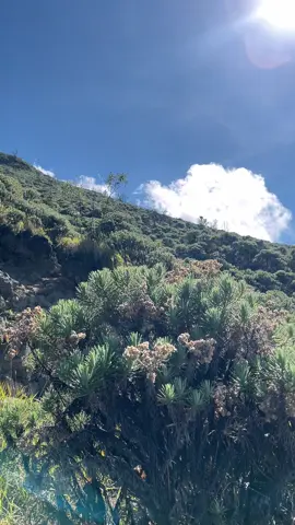 ga nyangka bisa liat bunga abadi langsung 🥹 #ciremai3078mdpl #ciremaiviapalutungan 