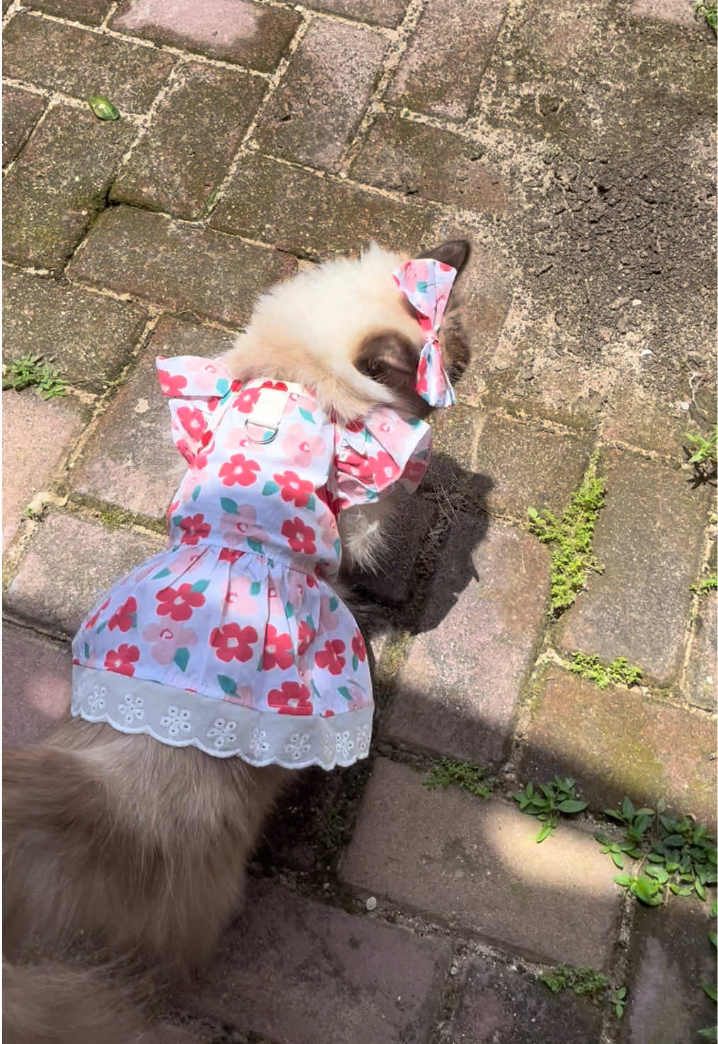 takut panas , mending di dalem rumah aja deh 😂☀️  #himalayacat #kucinghimalaya #kucingcantik #bajukucingcantik #dresskucing