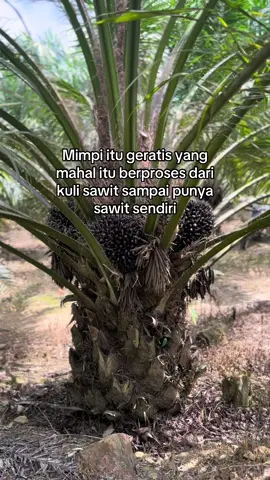 #fyp #petaniindonesia🇮🇩🇮🇩🇮🇩🌿🌿 #petanisawit #petanimuda 