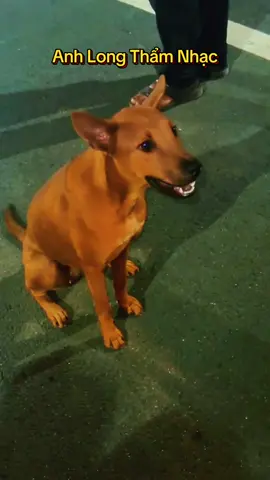 Anh Long Thẩm Nhạc#dog #cutedogs #loveanimals #pet #xuhuong 