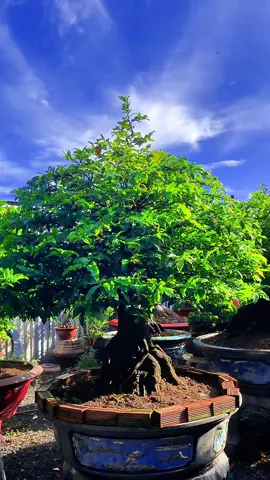 🌼🌿Mới cho e nó đi Spa về 🌼🌿#vuonmaichuteo #maivang #caycanh #mai #maivangmiennam 