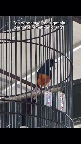 hidup tanpa derita tidak akan ada cerita #cmbf #muraybatuindonesia #fypシ #fyp #burungkicau 