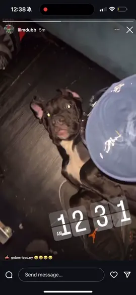 Why The Dog Tho???🤔What The Hound Do Too You😆🤣#viralvideo #viral #viraltiktok #explorepage #funnytiktok 