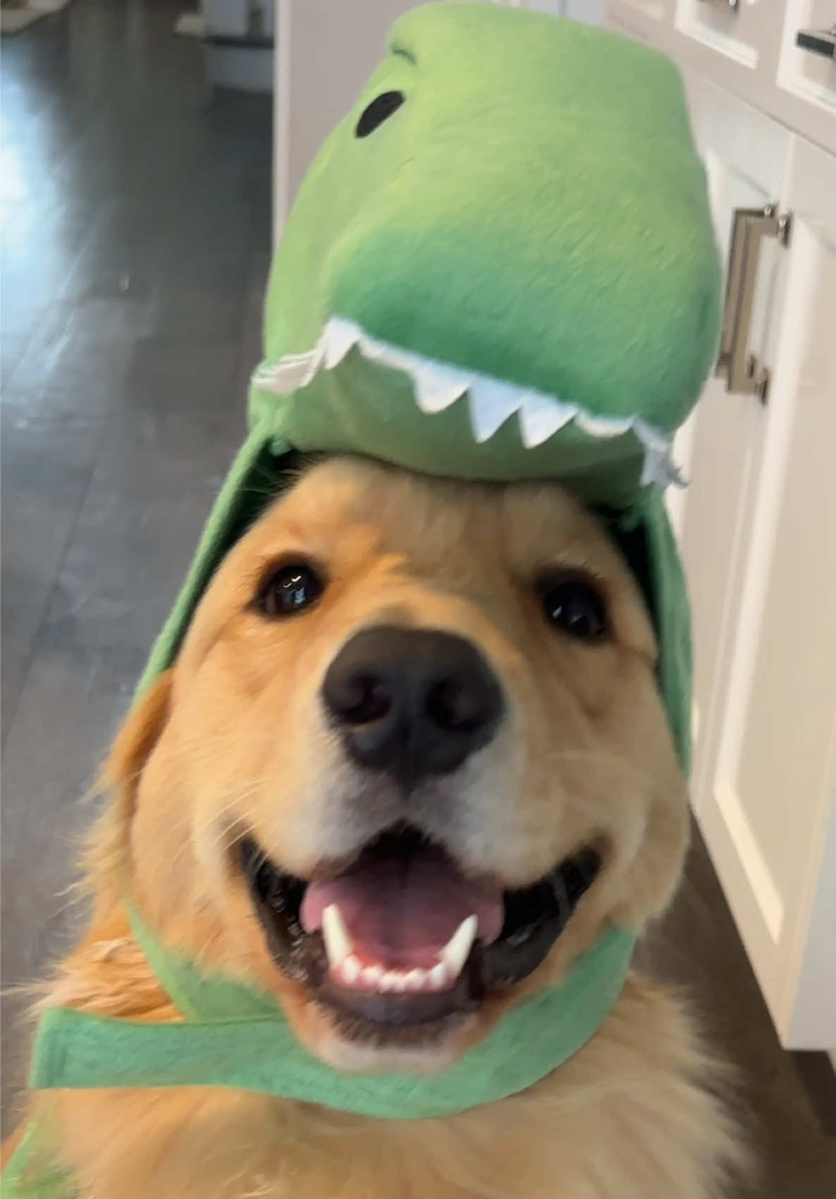 #ben #goldenretriever #goldenretrieverlife #goldenretrieverpuppy #goldensoftiktok 