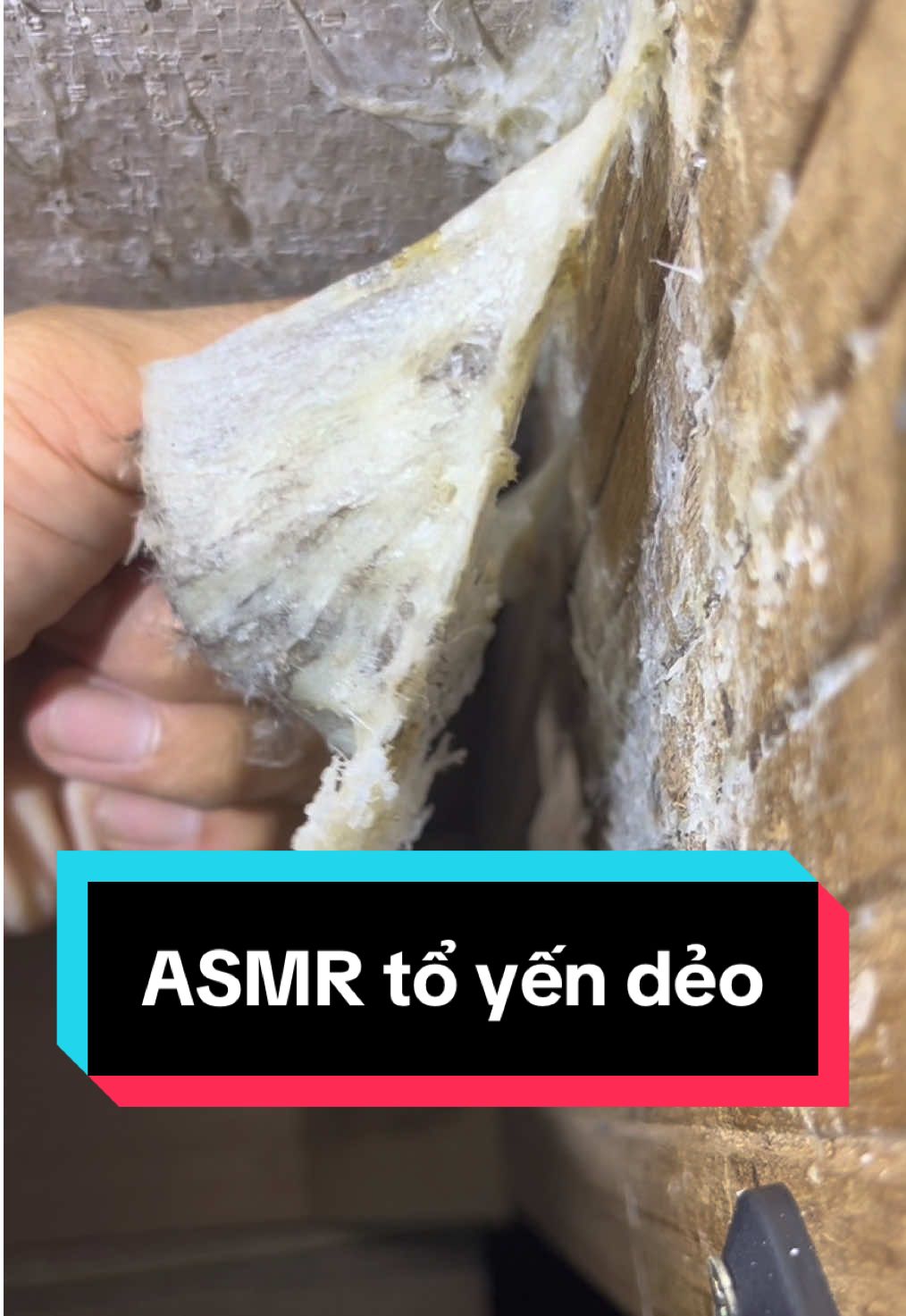 Âm thanh thư giãn từ tổ yến p.2