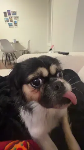 introducing my dog #dogsoftiktok #fyp #viral #cutedog 