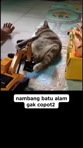 lucu sekali #kucinglucu #kucingtiktok 