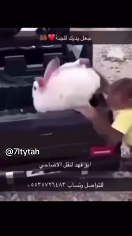 #ميمز #fyppppppppppppppppppppppp #الشعب_الصيني_ماله_حل😂😂 #قرود #ابوفهد 