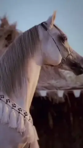 #لايك 
