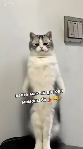 #🕺🕺💃😂