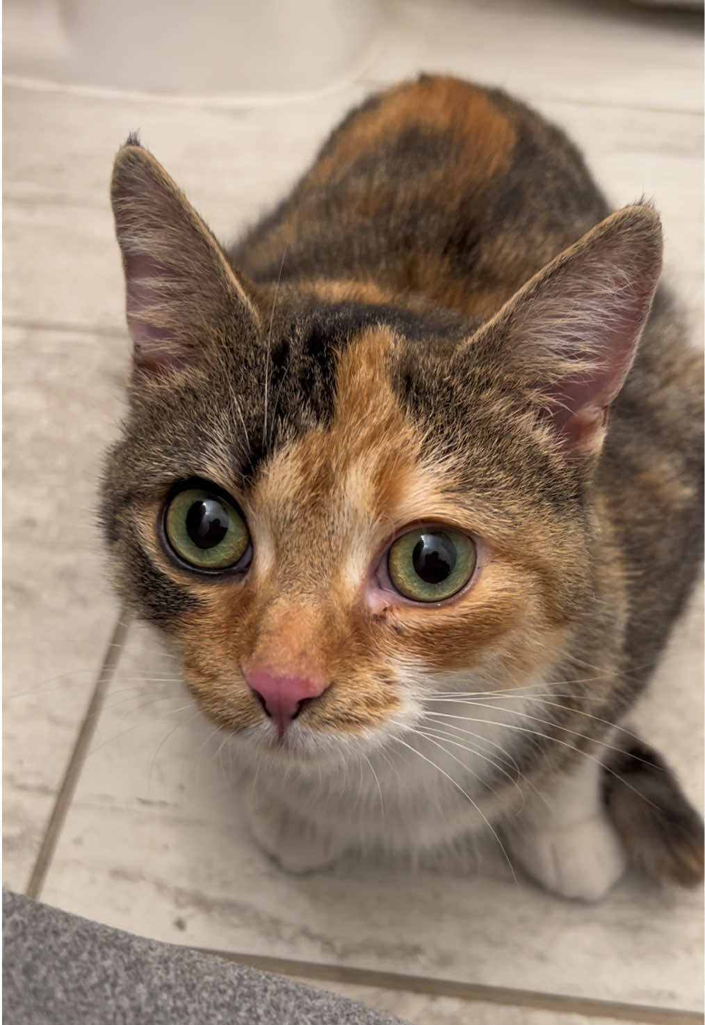 My beautiful sleepover guest, Helena, has a possible upset belly but she wasn’t a fan of the happy tummy pumpkin that was offered. If all goes well tonight, she gets to go to her forever home tomorrow! Isn’t she stunning?!? #cat #adopt 