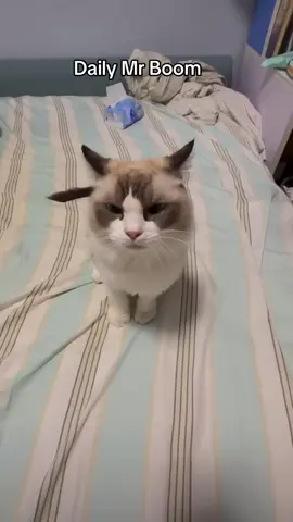 Day 2 #mrboom #funny #fyp #cat #catsoftiktok 