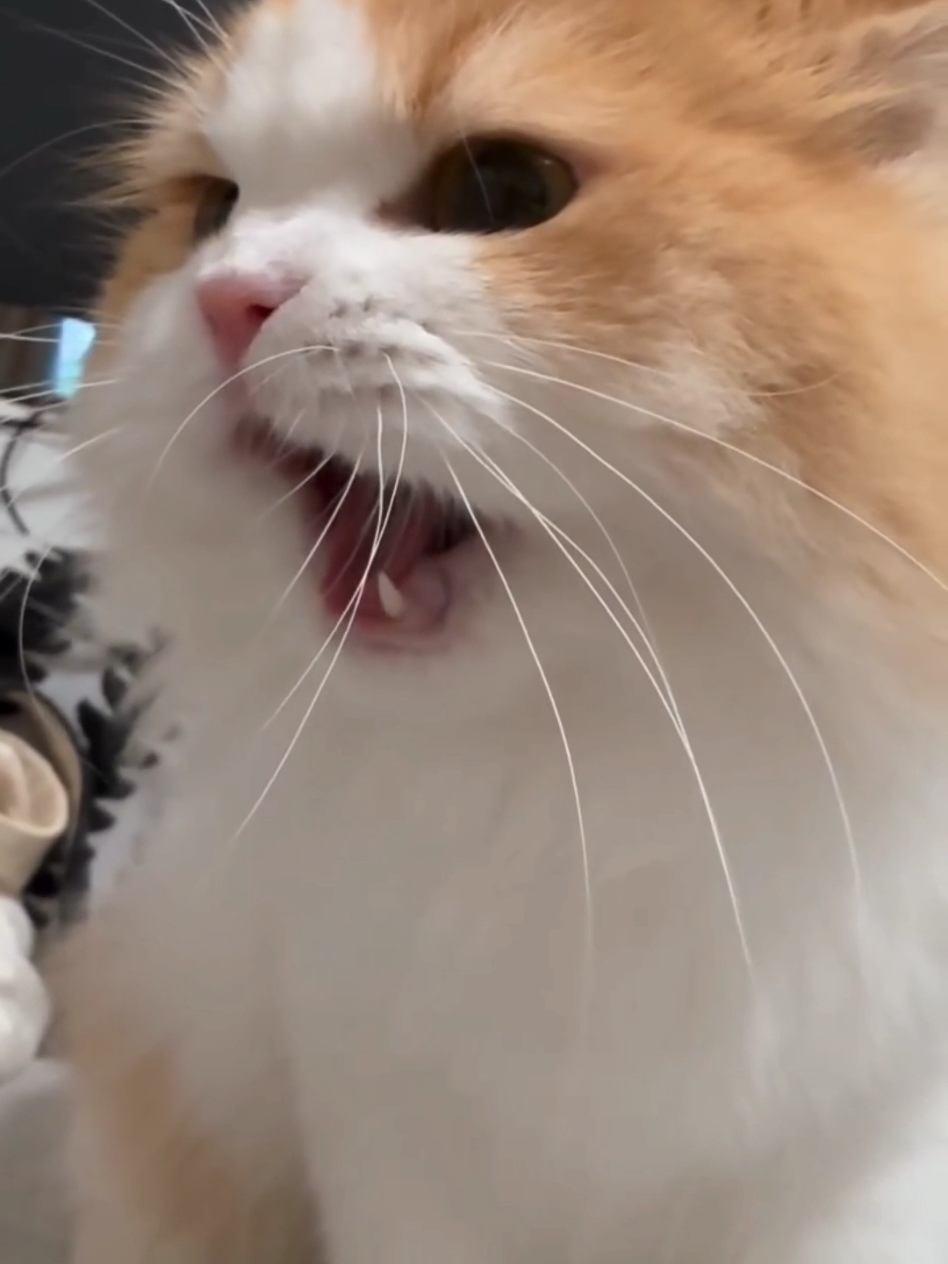 #cat #cute #catvideo #cutecat #funny 