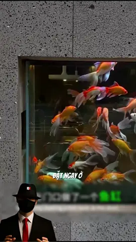 Không cần vị trí đẹp, chỉ cần ý tưởng độc — và chiếc bể cá của quán cafe này là ví dụ hoàn hảo! #ytuongkinhdoanh #khoinghiep #kinhdoanh #xh #fyp 