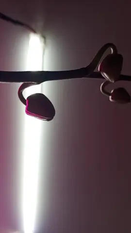 Доброго ранку 🫶🌸#orchid #мояколекціярослин #орхідеївдома 