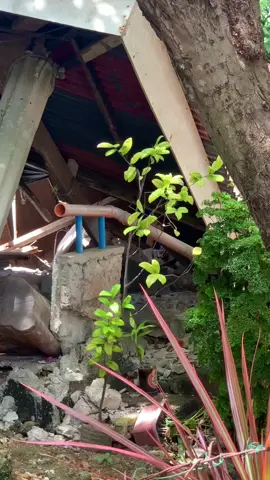 Higanting liki or bitak ni subay sa duha ka barangay.