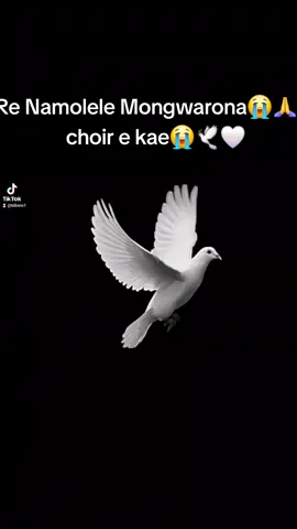 #stengenaschoir❤ 🙏 Rehaugele Tate🙏🤍🕊