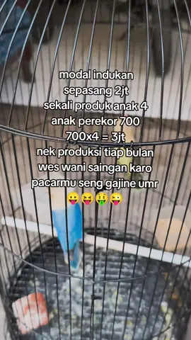 panggah penak seng nyawang #lovebirds❤️❤️ #KLI #asbirdfarm #lovebirdrancaekek #lovebirdbandung 