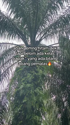 🔥#storysawit🌴🌴 #anakpetani🌴🌴 #kulibiasa77 #kulisawit #pekerjakeras 