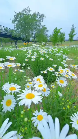 🤍P.M.K🤍 #fypツ #ပန်းလေးတွေဆိုချစ်တယ် #ရောက်စမ်းကွာfypပေါ်💯 #ရောက်ချင်တဲ့နေရာရောက် #foryou 