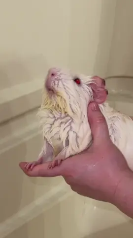 His second bath of the year! I give my piggies 2 baths a year. His nails were getting pretty gross, and he just needed a good refresh. He absolutely hates water, and even though I scrubbed him I didn’t get to do it as good as I wanted to, as you can see he still has stains on his chin and belly. He literally sits on his veggies when he eats and it stains him so badly. After he freaked out, I had to rinse him and cut the bath short 😭 #guineapig #pets #neurologicaldisorder #cute #funny 