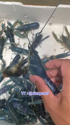 Dapatkan indukan dan ebook #lobster #indukan #bibit #lobsterairtawar #ternak 