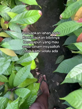 #petanimuda #petanikakao #buahkakao #lampungtimur #lampungpride 